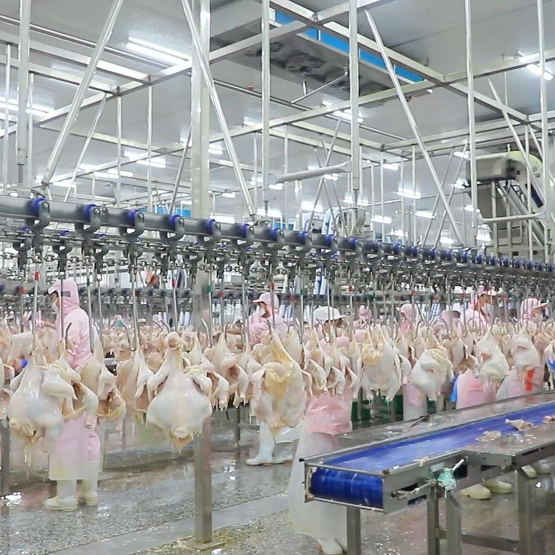 500Bph Poultry Chicken Slaughtering Processing Line