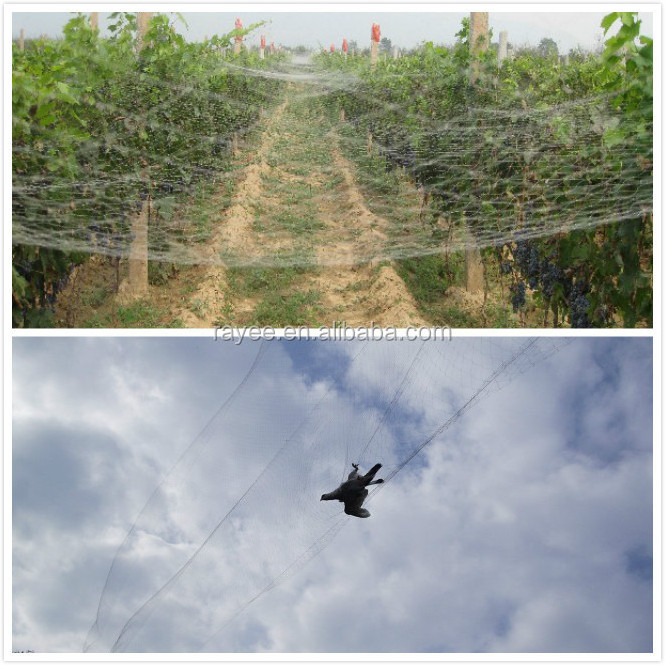 anti bird net bird mist nets 38mm mesh polyester mist nets for bats,110D/2ply x13mmx4x16meter to Saudi Arabia