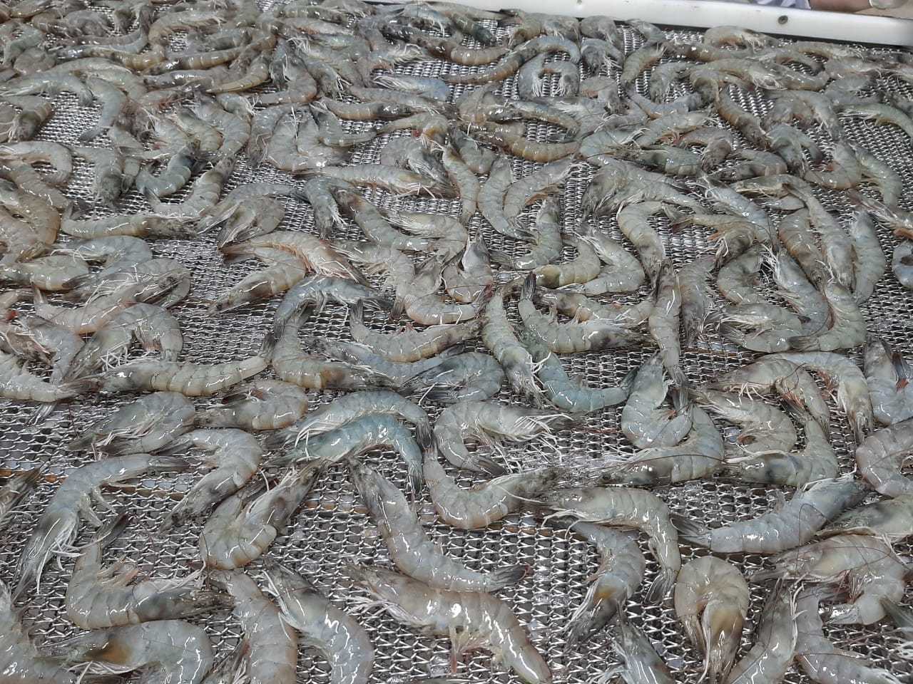 Good Packing Seafood Skinless Bulk Vacuum Pack IQF frozen pud shrimps Frozen Shrimp from Vietnam +84947900124