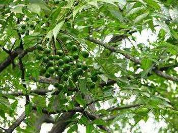 Factory Supply High Quality Neem Tree Extract Toosendanin 1% Toosendanin Powder