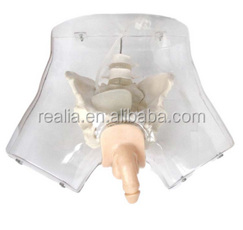 Transparent Male Urethral Catheterization Simulator