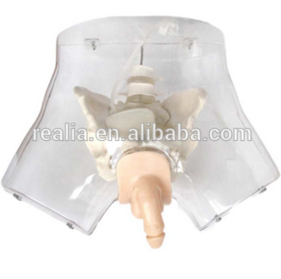 Transparent Male Urethral Catheterization Simulator