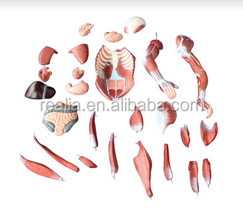 HM-BD-145 Human Body Model Human Muscle Anatomy Model