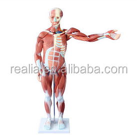 HM-BD-145 Human Body Model Human Muscle Anatomy Model