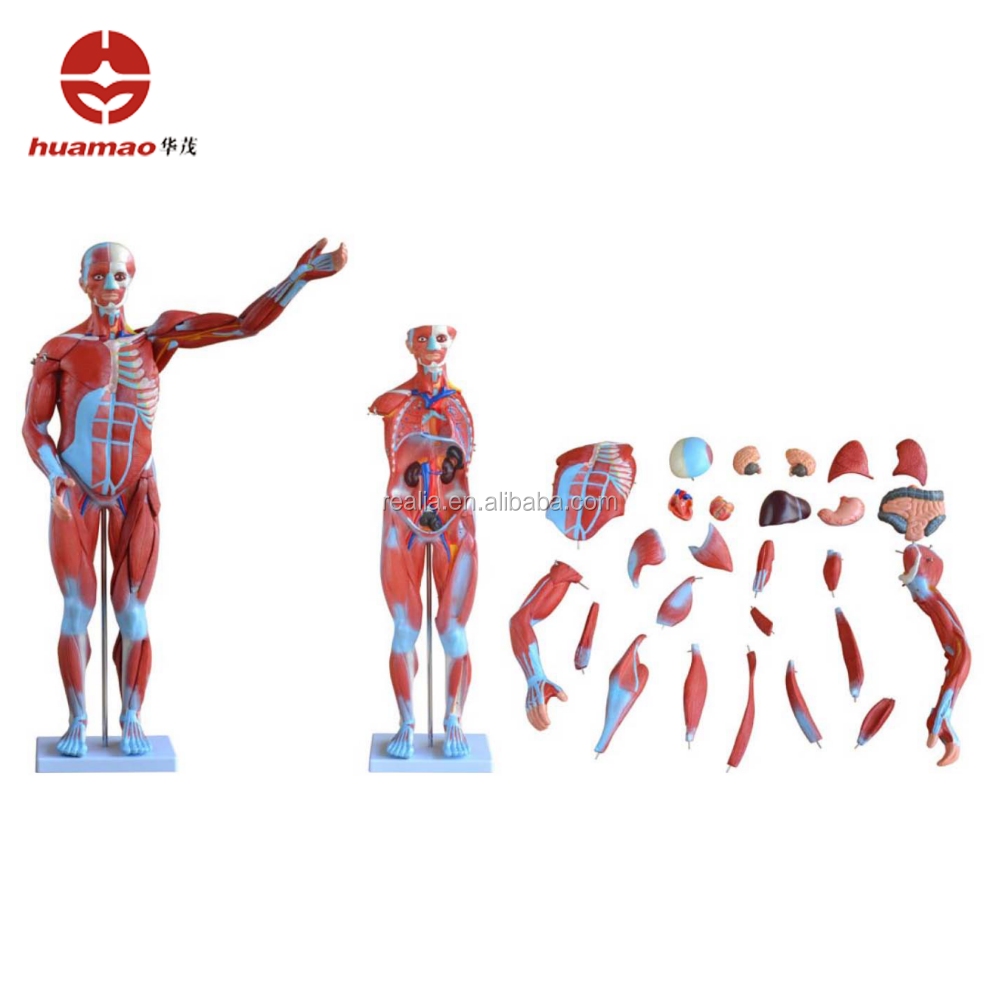 HM-BD-145 Human Body Model Human Muscle Anatomy Model