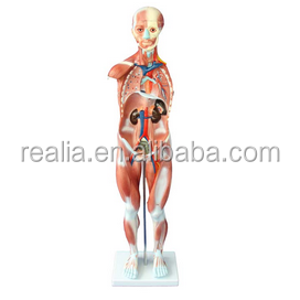 HM-BD-145 Human Body Model Human Muscle Anatomy Model