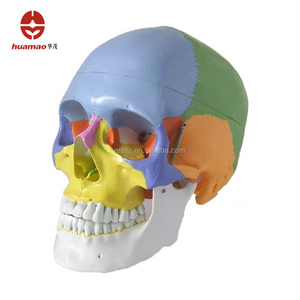 HM-BD-162A Human skull model with muscle colored high quality for Medical and Educational