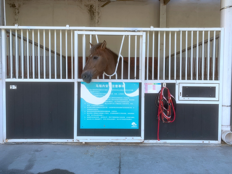 Pony wooden Horse stable Horse Stall Door