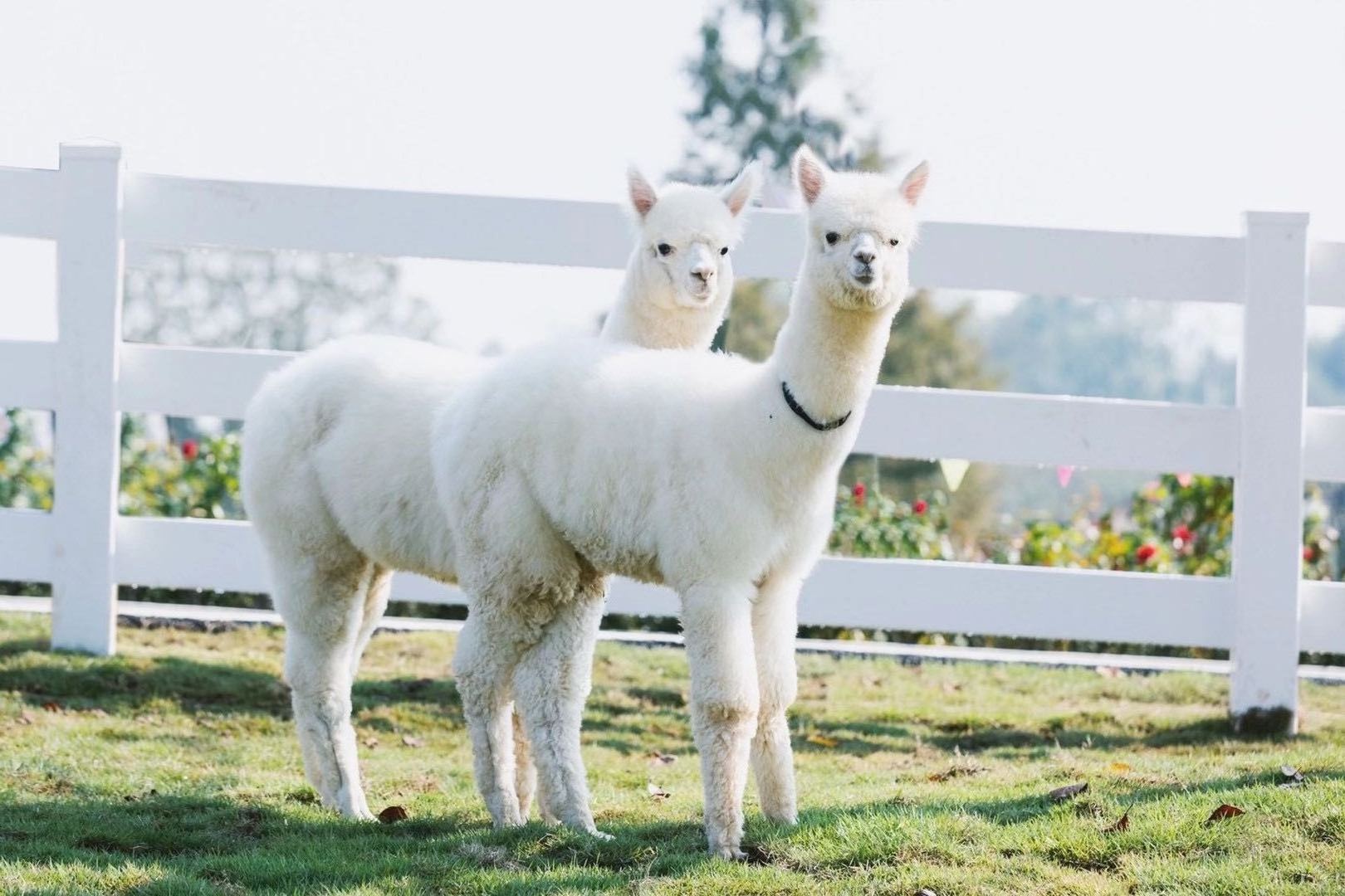 Anti-UV PVC Horse arena fence horse fence with column and rail