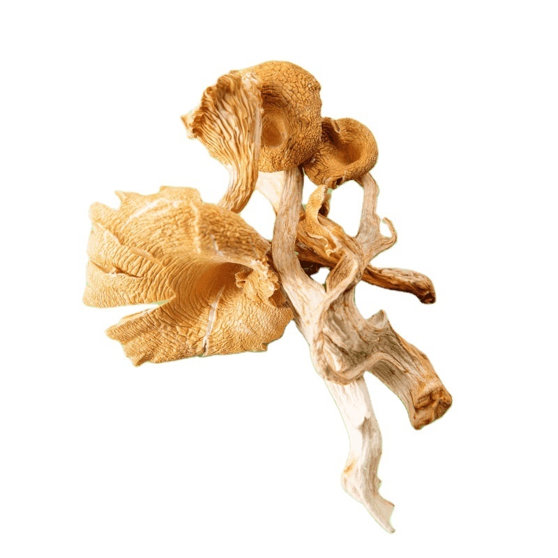 Authentic Wild Flavors Perfect Fusion of Special Mushrooms like Red Pine and Tea Tree Mushroom