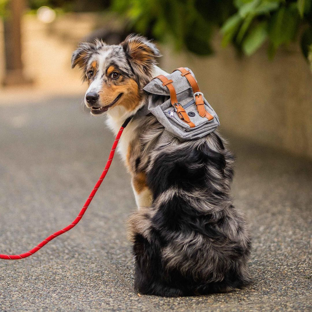 Cute Pet Backpack Large-capacity Dog Snack Bag Puppy Portable School Bags Convenient For Small Medium Dogs