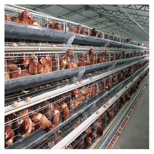 A Type Battery Layer Chicken Cages Automatic Egg Poultry Farming Equipment System