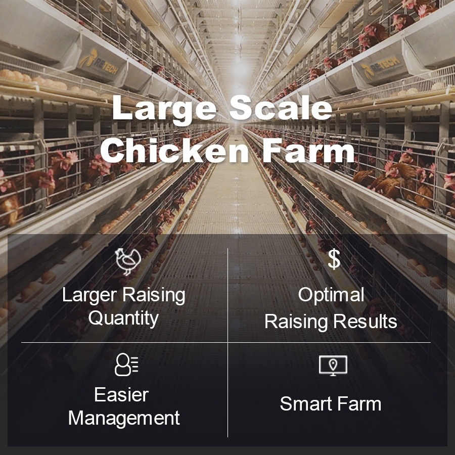 Modern Design H Type Automatic Egg Poultry Farms Battery Layer Chicken Cages