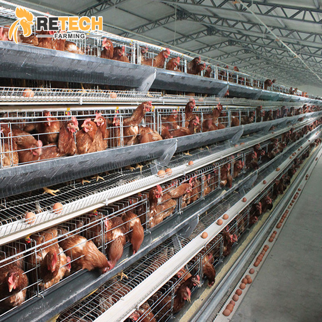 Poultry Laying Hens Equipment Manufacturers Design for 10000 Layer Chickens Cages