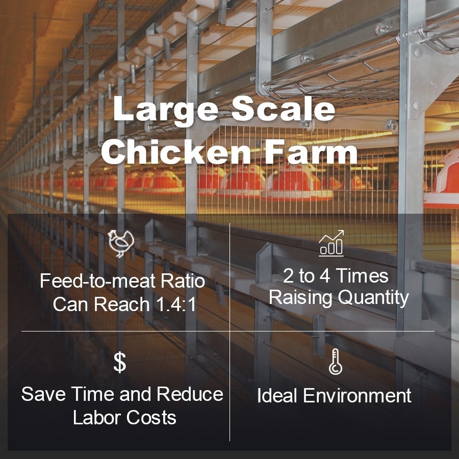 Poultry Farm H Type Automatic Bird Harvesting Battery Breeding Cages For Broiler Chicken