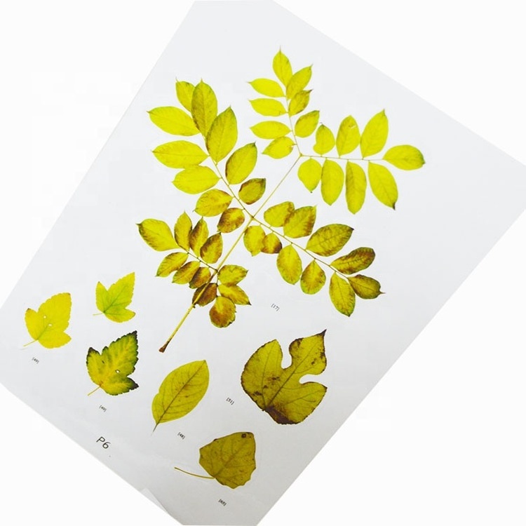 Fallen Leaves Static Cling Window Stickers