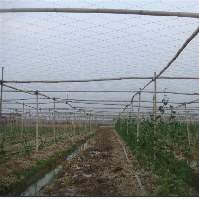 agricultural farming net garden planting supporting net Cucumber Support Nets Trellis netting