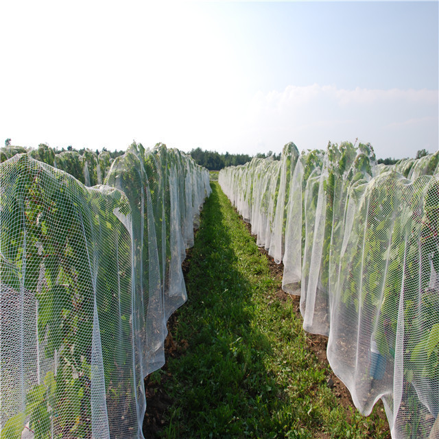 agricultural farming net garden planting supporting net Cucumber Support Nets Trellis netting