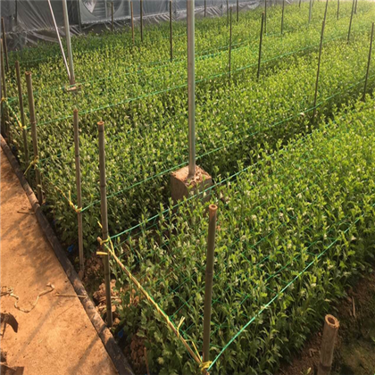 agriculture farm netting and horticultural plastic olive net