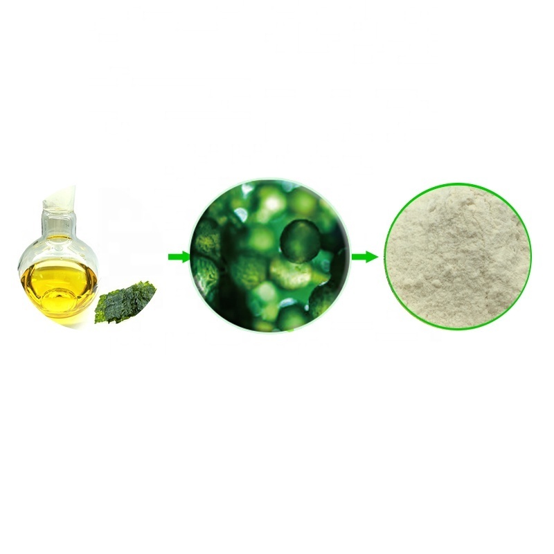 OEM Algae Oil Powder 100% Pure Healthcare Supplement Docosahexaenoic Acid Dha Epa 11% Omega 3 Algal Oil Dha Powder