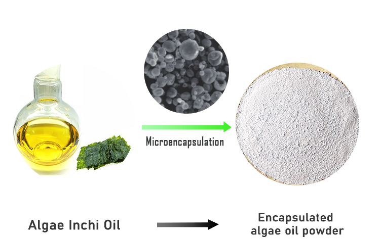 Omegas New Product 2022 Popular Food Additives Dha Docosahexaenoic Acid Algae Oil Powder Dha Powder Algae Oil Powder