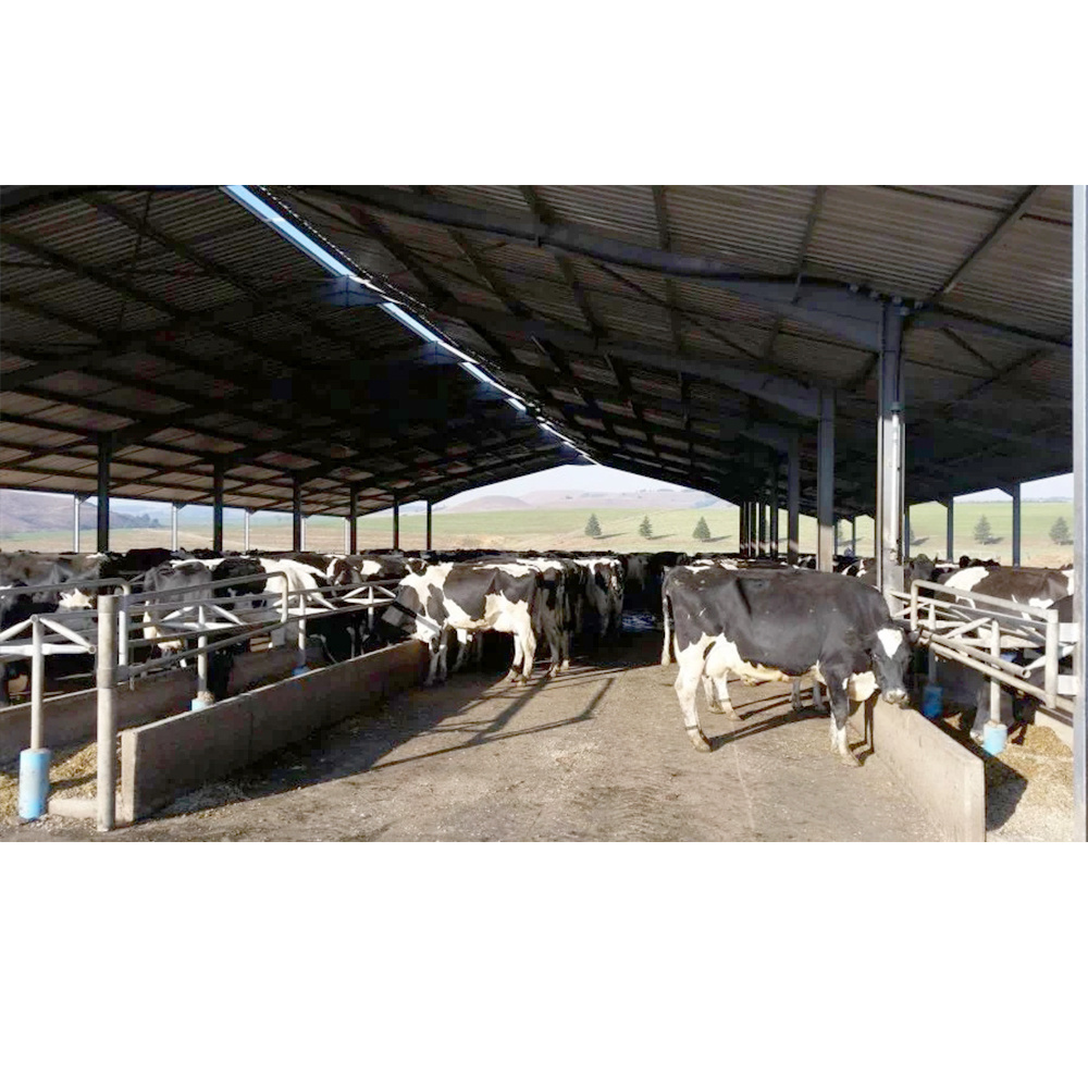 Low Cost Prefab Animal Shed Steel Structure Sheep/cattle/pig/cow Shed Goat Farming House