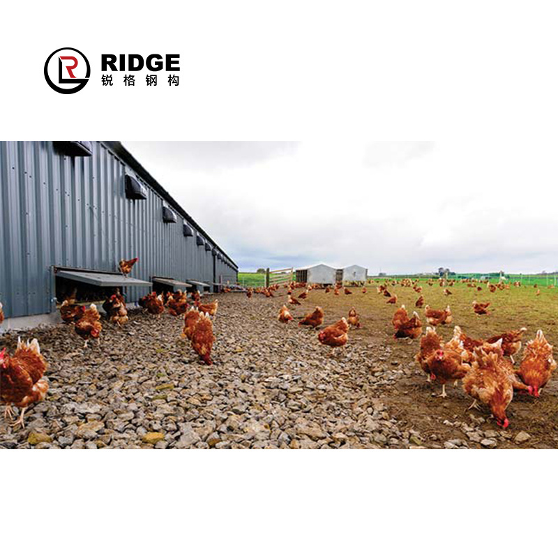 Prefab building steel structure Chicken Shed Latest Design Large Span Roof Truss Poultry House poultry farm