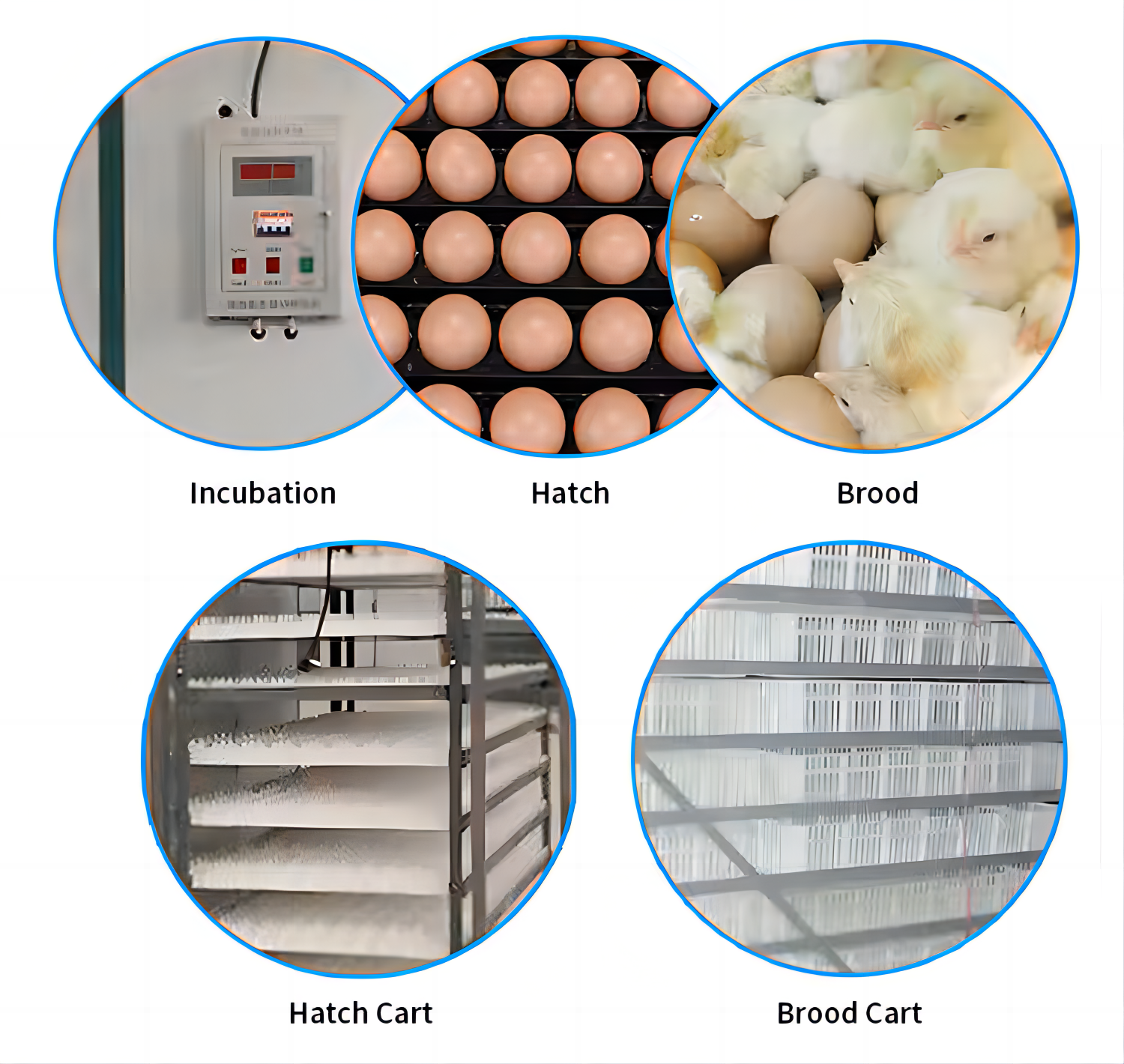 commercial poultry egg incubators for hatching egg incubators 240 eggs  poultry incubators