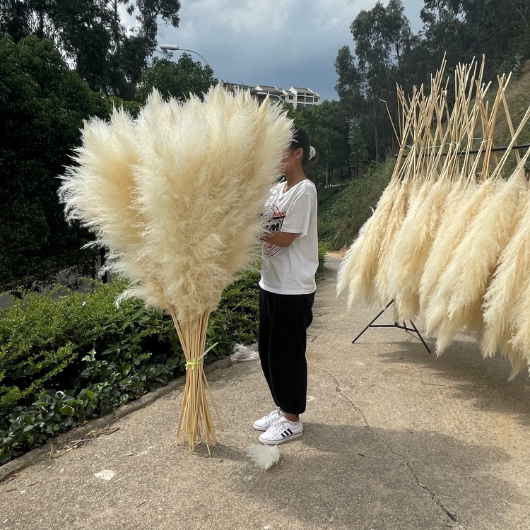 A-33 2023 new arrivals natural artificial flowers large pampas pampa grass dried flower decorative flowers