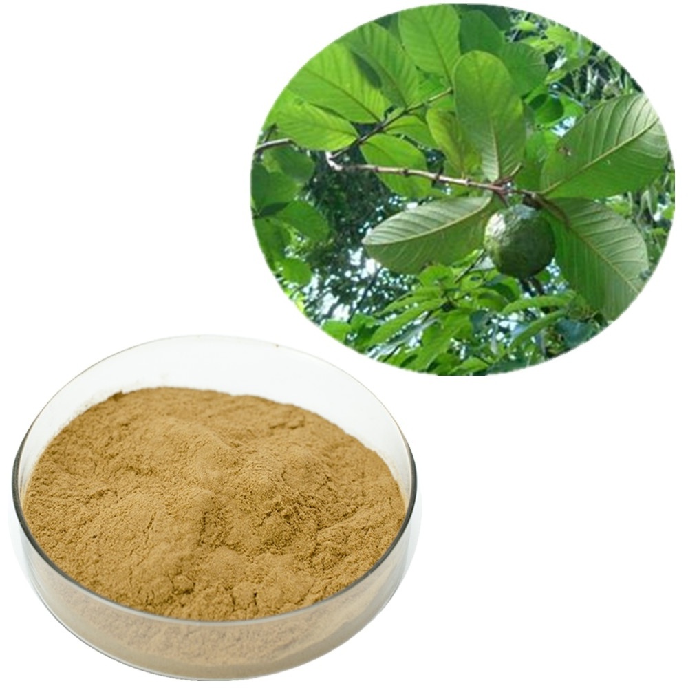 Wholesale Low Price Healthcare Supplement Fresh Plant Leaves Organic Dried Guava Leaf Extract Powder