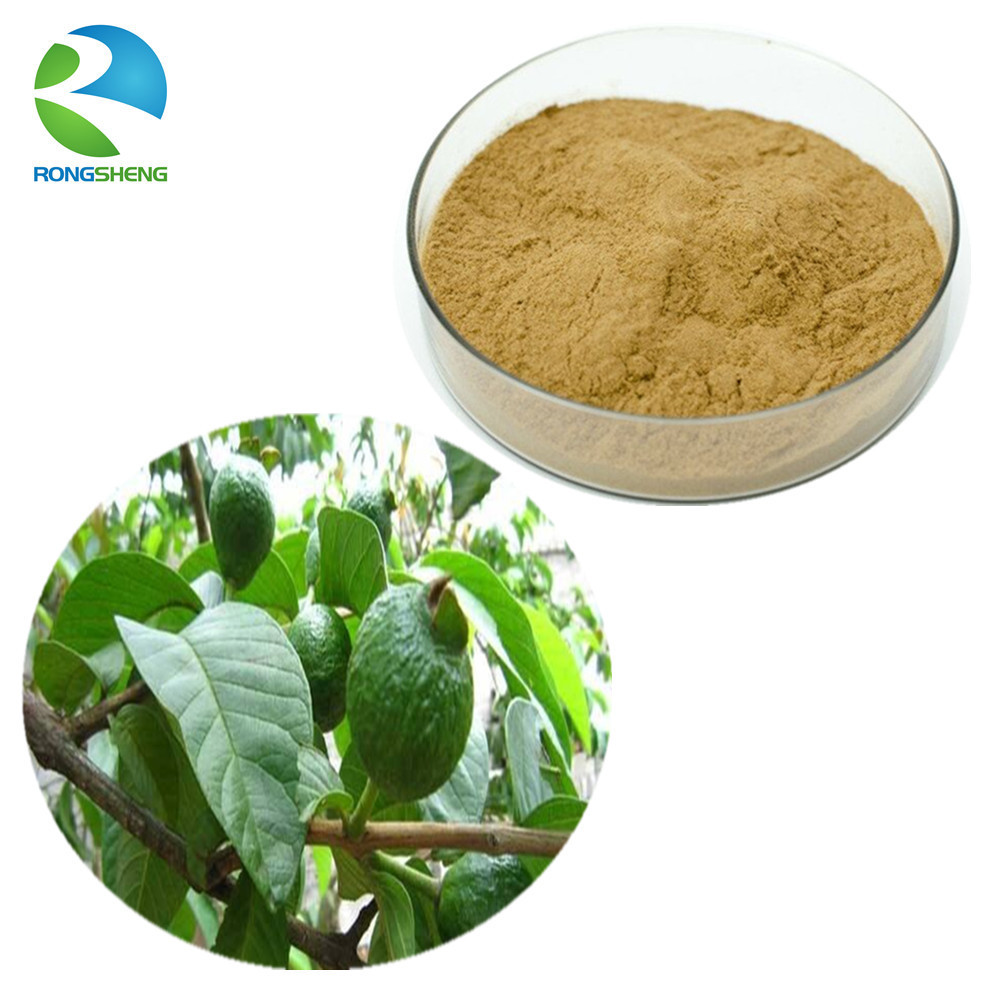 Wholesale Low Price Healthcare Supplement Fresh Plant Leaves Organic Dried Guava Leaf Extract Powder