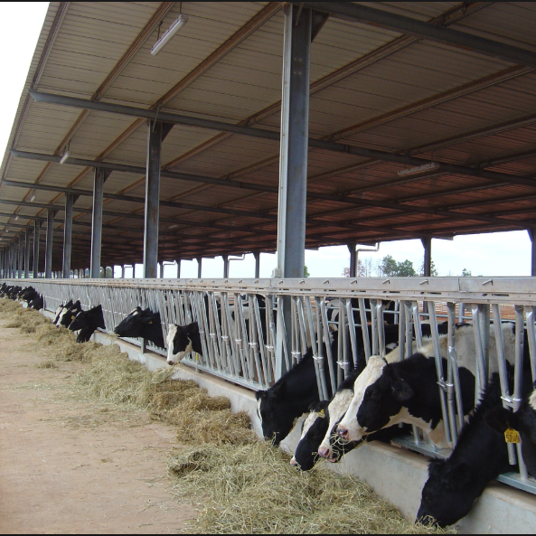 low cost cow shed cattle house farm steel structure