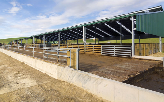 Steel Structure Cow Shed Low Cost Cow Farm Building for  Cow and Cattle