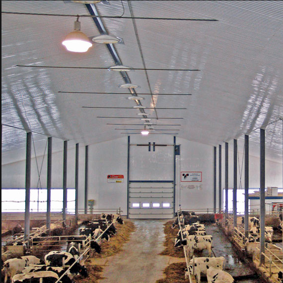 low cost cow shed cattle house farm steel structure