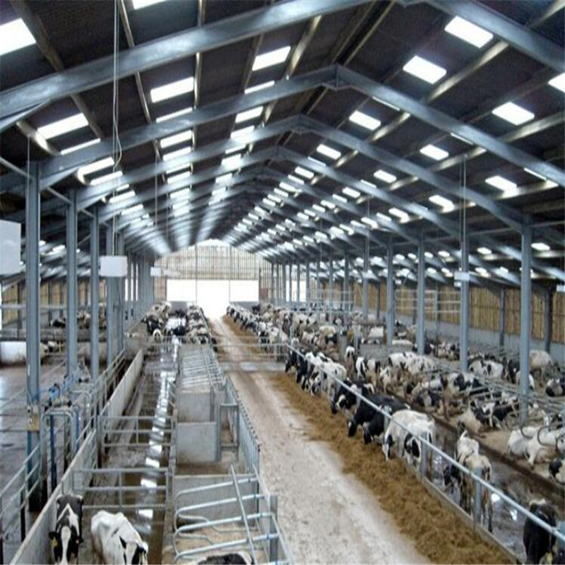 Low Cost Steel structure Cow Farm Dairy House Barn