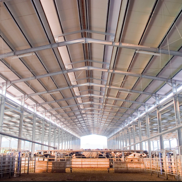 low cost cow shed cattle house farm steel structure