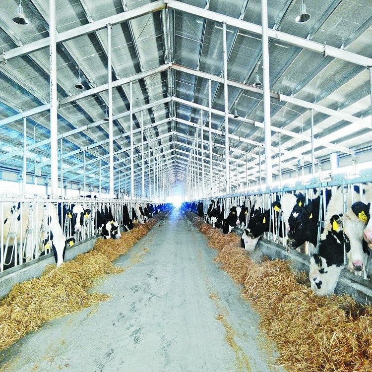 Steel Structure Cow Shed Low Cost Cow Farm Building for  Cow and Cattle