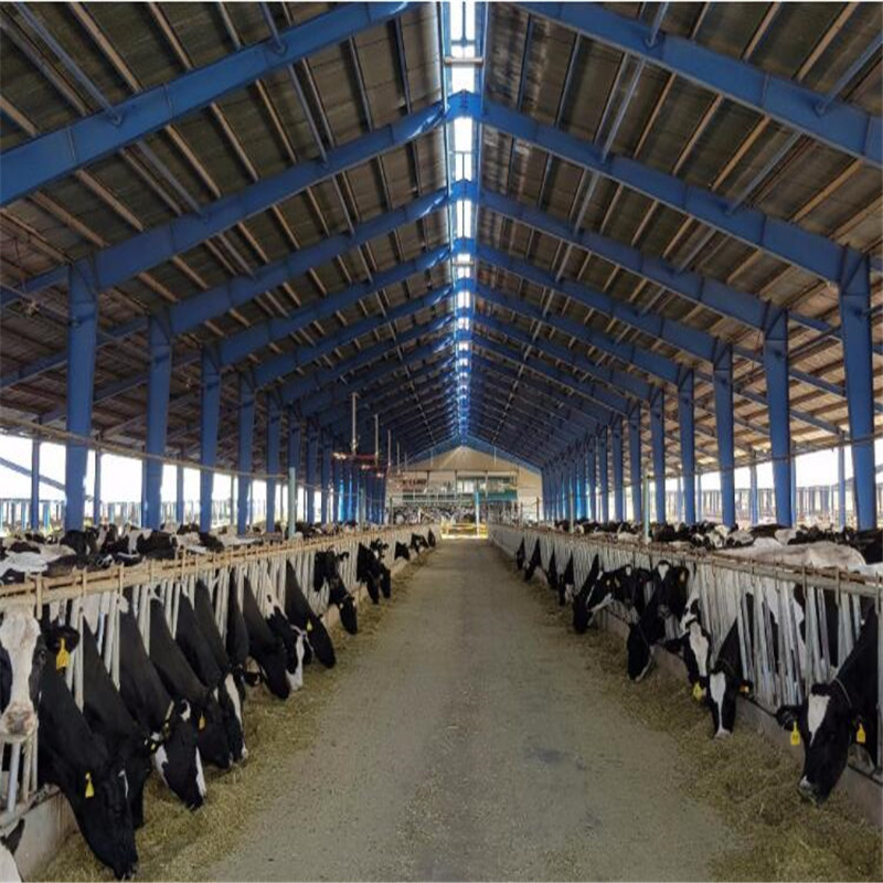 Low Cost Steel structure Cow Farm Dairy House Barn