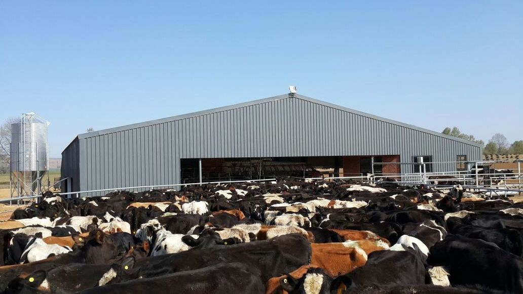 Steel Structure Cow Shed Low Cost Cow Farm Building for  Cow and Cattle