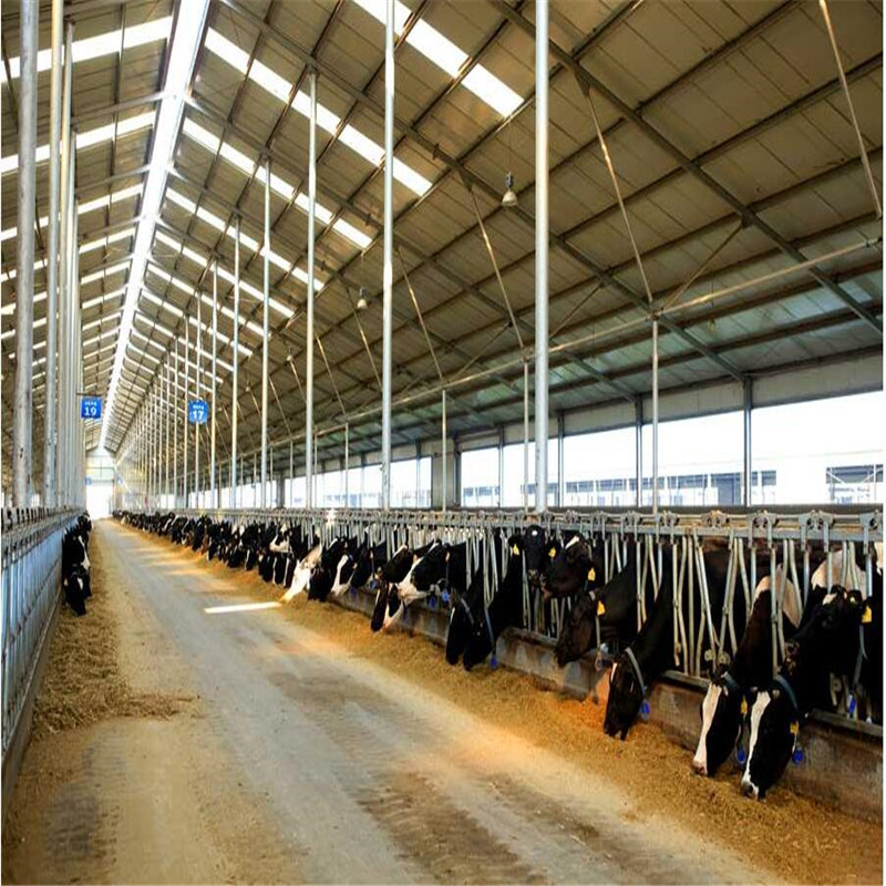 Low Cost Steel structure Cow Farm Dairy House Barn