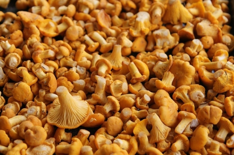 Dried chanterelles mushrooms 500 g high quality healthy natural organic dried mushroom without additives