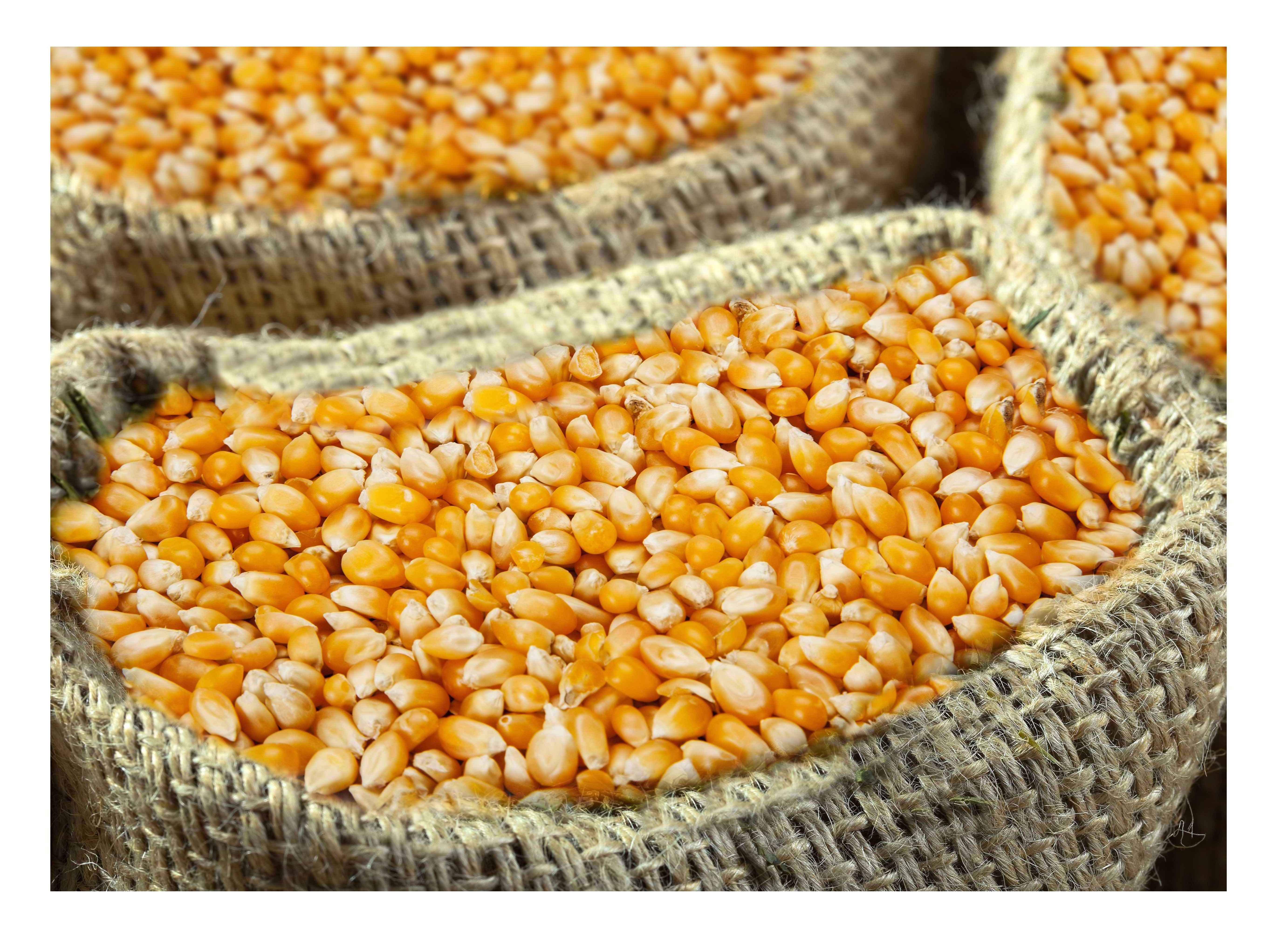 High quality yellow sweet corn for animal feed supplier maize wholesale sweet maize corn feed supplier