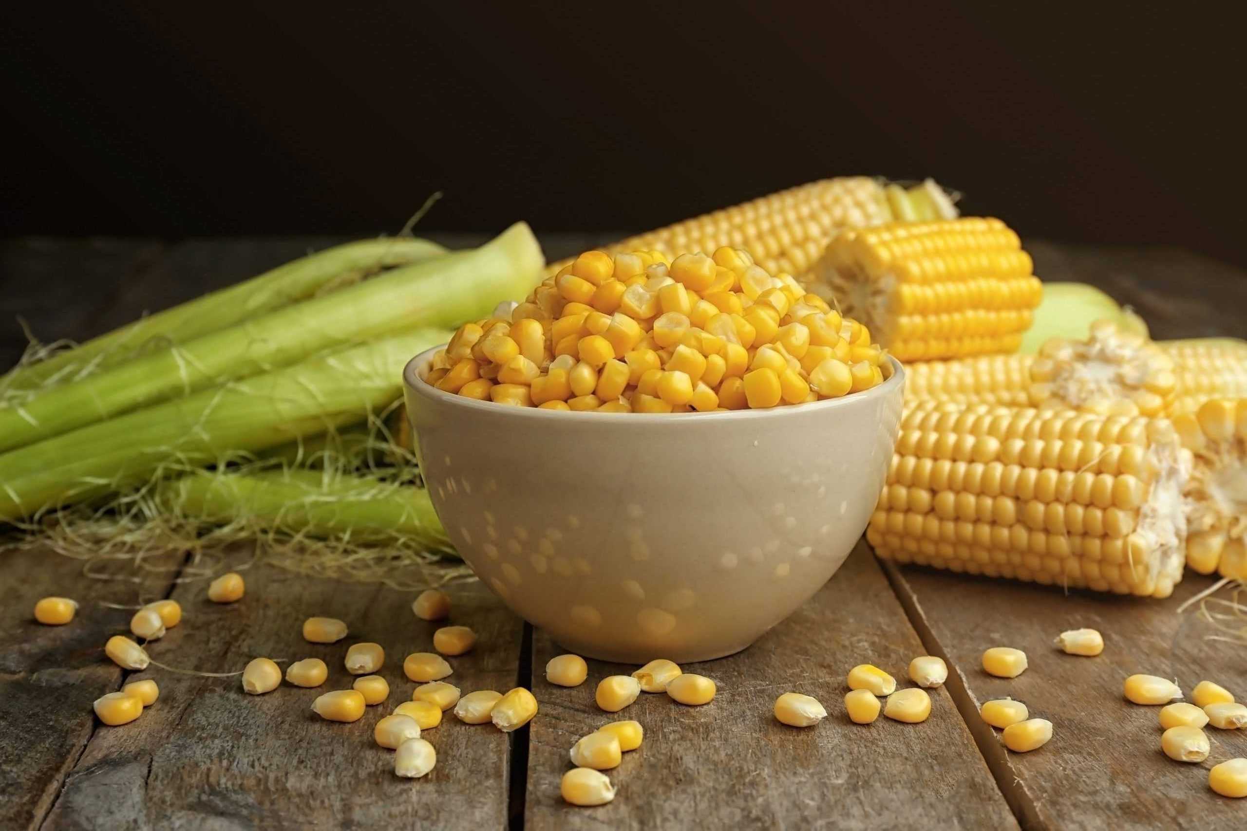 High quality yellow sweet corn for animal feed supplier maize wholesale sweet maize corn feed supplier