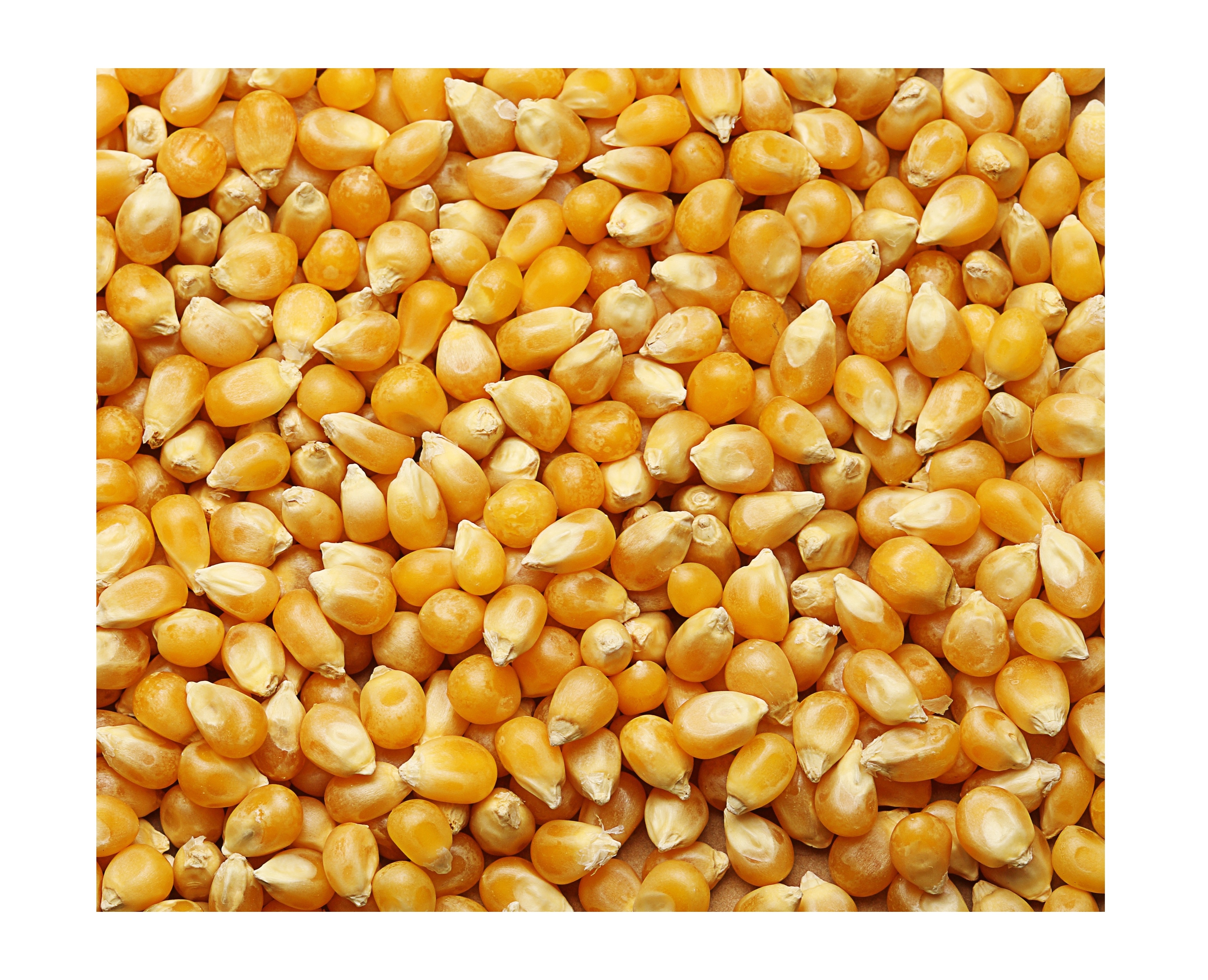 High quality yellow sweet corn for animal feed supplier maize wholesale sweet maize corn feed supplier