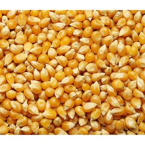 High quality yellow sweet corn for animal feed supplier maize wholesale sweet maize corn feed supplier