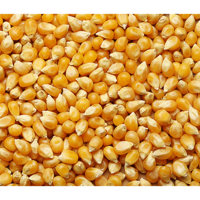 High quality yellow sweet corn for animal feed supplier maize wholesale sweet maize corn feed supplier