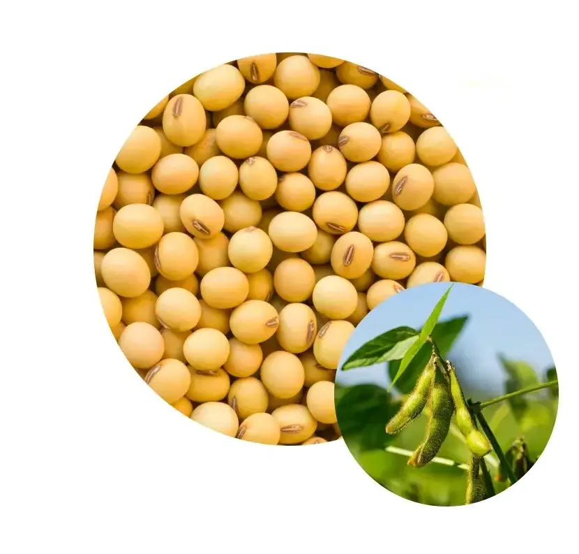 Wholesale non GMO high grade soya beans good quality bulk organic soybeans direct supply from russian manufacturer