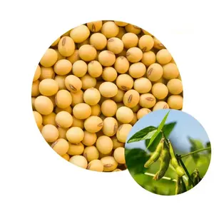 Wholesale non GMO high grade soya beans good quality bulk organic soybeans direct supply from russian manufacturer