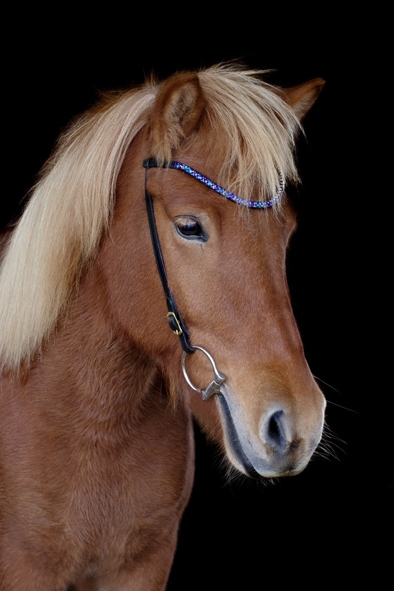 English Horse Racing Products From India Iceland Harness Bridle Flexible Leather headband and noseband