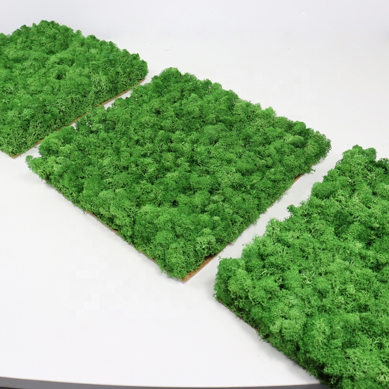 Natural Eternal wedding flower Preserved Lichen Green Decor Moss Wall Sheet Stabilized Long lasting Preserved Moss panel